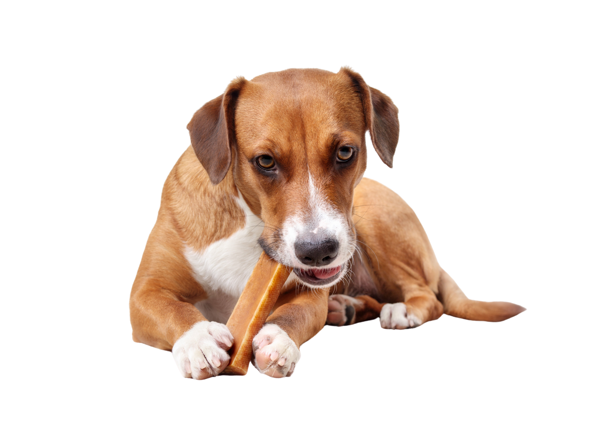 Dog enjoying a Chilluv yak cheese chew